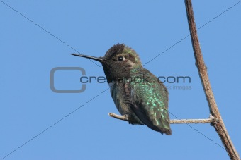Annas Hummingbird (calypte anna)
