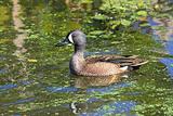 Blue-winged Teal (anas discors)