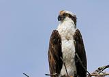 Osprey (pandion haliaetus) On A Nest