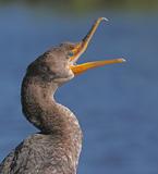 Double-crested Cormorant In The Everglades