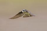 Tree Swallow (tachycineta bicolor) In Flight