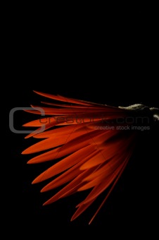 Flower isolated