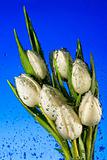 Seven white tulips
