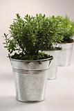 Small green plants in silver flower pot