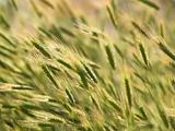 Wheat Ears in Field 