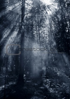 Smoke in forest