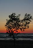 lonely sunset tree