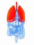 highlighted lung
