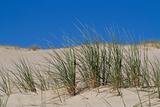 Beach Grass in sand dunes