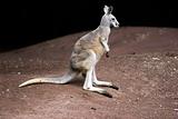 Standing kangaroo