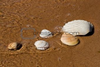 Shells in beach