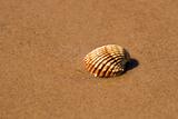 Shell in beach