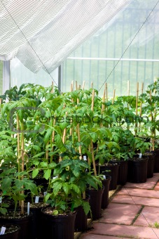 Garden greenhouse with tomato plants
