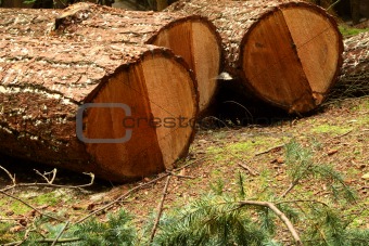 tree trunks