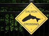 salmon crossing