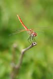 Dragonfly on the bough