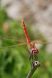 Dragonfly on the bough