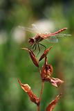 Red dragonfly on the arid plant
