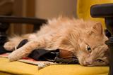 Young cat sleeping in armchair