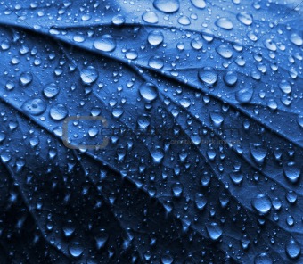 Water Drops on Blue Plant Leaf