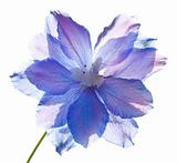 delphinium flower