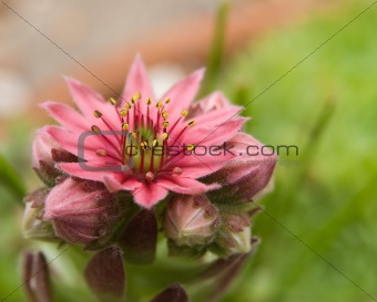 flowering sempervivum macro