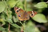 Common Buckeye Butterfly (Junonia coenia)