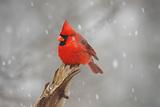 Cardinal In A Snow Storm