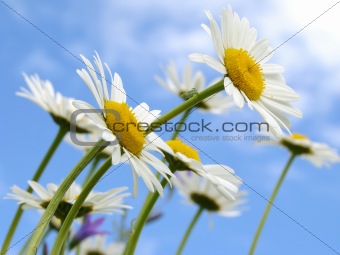 wild daisies