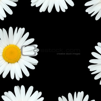 White+daisies+background