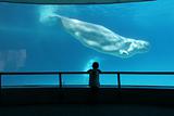 boy watching beluga whale