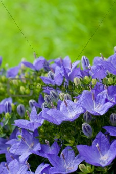 violet flowers on grass background