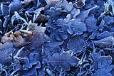 Blue dead leaves on winter