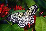 Butterfly with red flowers
