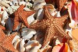 Assortment of starfish and seashells