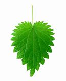isolated nettle leaf