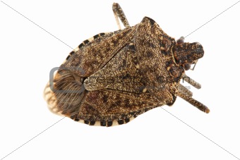 Shield or stink bug isolated on white