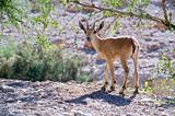 nubian ibex capra
