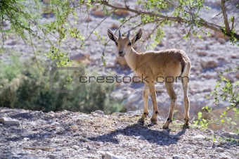 nubian ibex capra