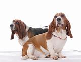 two basset hound dogs