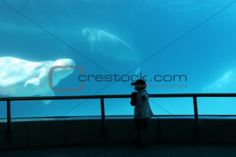 beluga whale and boy