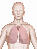 human lung