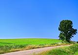 picturesque country road and lone tree