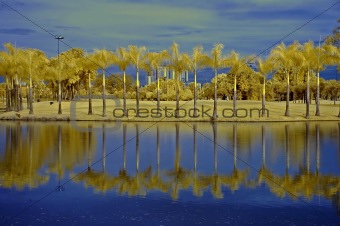 reflection of palm and tree in the lakes