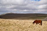 Moorland Landscape and pony, Dartmoor