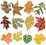 Twelve Grunge Leaves