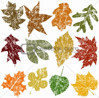 Twelve Grunge Leaves