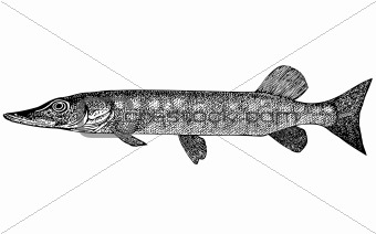 Fish Esox Incius illustration