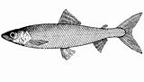 Fish omul' Coregonus autumnalis illustration
