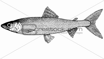 Fish omul' Coregonus autumnalis illustration